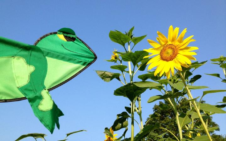 premier kites frog whirligig garden spinner at bald eagle flag store, the oldest operating commercial flagpole and flag store in fredericksburg